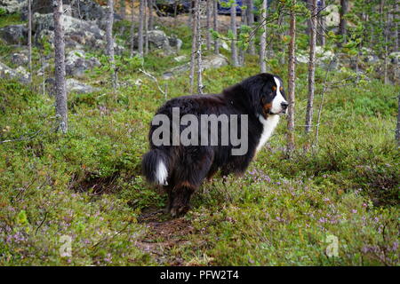 Berner Sennenhund stehend in der Arktis Wald in Lappland Finnland während der Hund freundlich Sommerferien Stockfoto