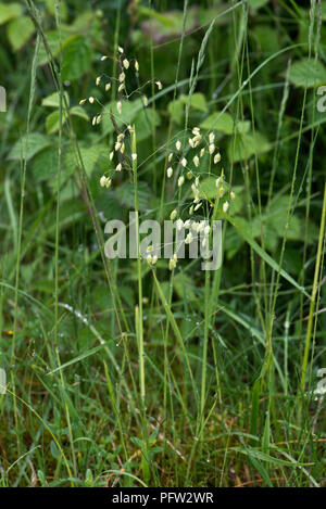 Beben Gras, Briza Media, geschlossen Blumen auf Gras im kurzen downland Weide, Berkshire, England, UK, Mai Stockfoto