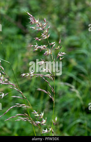 Falsche oat-Gras oder Zwiebel Couch, Arrhenatherum elatius, blühende Spikes auf hohen Mehrjährige Gras, Berkshire, Juni Stockfoto