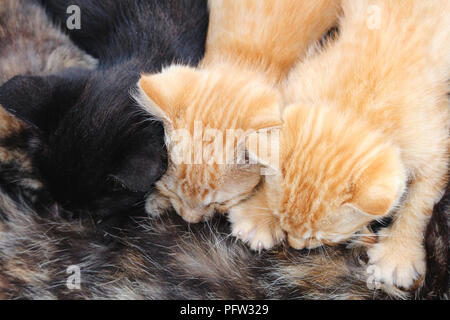 Horizontale Foto von drei jungen Kätzchen das Stillen von tortoishell Mamma Katze. Eine schwarze Katze und zwei orange tabby Kätzchen. Stockfoto