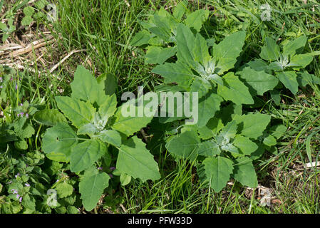 Fette Henne oder Pigweed, Schisandra album, junge Pflanzen mit Jungen glaucous Blätter, Berkshire, Juni Stockfoto