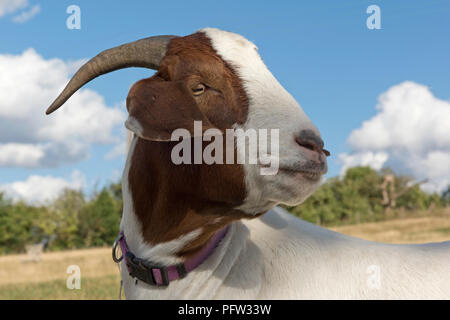 Kopf einer kastriert", ob "Boer goat pet mit lila Kragen und gute Hörner, Berkshire, August Stockfoto