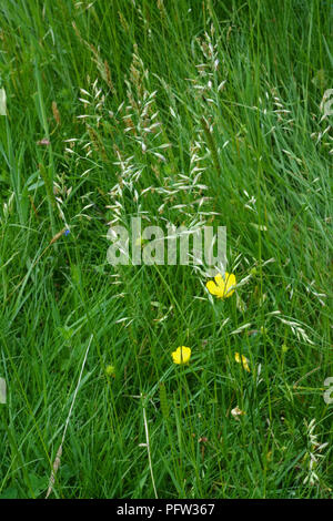 Schaf Schwingelgras, Festuca ovina Blüte mit anderen Gräsern und Pflanzen in Wiese, Weide, Berkshire, Juni Stockfoto