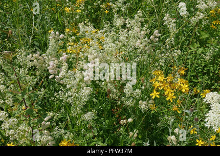 Johanniskraut, Blase, Campion, Hedge bedstraw, blühen im Sommer auf Chalk downland, Berkshire, Juni Stockfoto