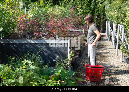 Ein model released Frau Shopping für Pflanzen in einem Garten Center, Cambridgeshire England Großbritannien Stockfoto