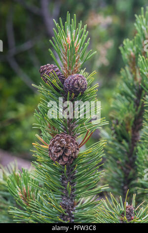 Zwerg Zirbelkiefer Baum [Pinus Mugo] Stockfoto