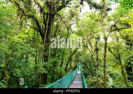 Hängende Braut in Costa Rica Nebelwald. Stockfoto