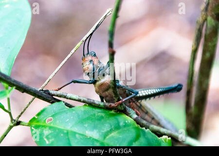 Grashopper Tropidacris collaris Nahaufnahme Stockfoto