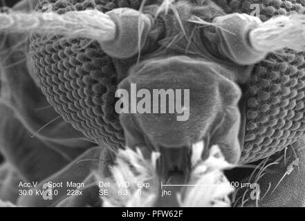 Morphologische Merkmale auf der Oberfläche der anterioren exoskeletal eine Anopheles gambiae Mücke's Kopf Region, in der 228 x offenbart vergrößerte Rasterelektronenmikroskopische (SEM) Bild, 2006. Mit freundlicher Seuchenkontrollzentren (CDC)/Paul Howell. () Stockfoto