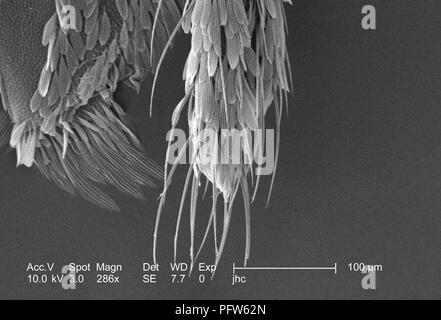 Exoskeletal morphologische Merkmale auf der Oberfläche der distalen Spitze Die dirus eine Anopheles Mücke, in der 286 x offenbart vergrößerte Rasterelektronenmikroskopische (SEM) Bild, 2006. Mit freundlicher Seuchenkontrollzentren (CDC)/Paul Howell. () Stockfoto