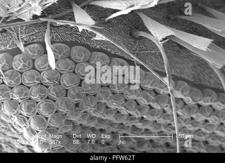 Morphologische Merkmale auf der Oberfläche eines exoskeletal Anopheles Mücke dirus's Kopf Region, in der 587 x offenbart vergrößerte Rasterelektronenmikroskopische (SEM) Bild, 2006. Mit freundlicher Seuchenkontrollzentren (CDC)/Paul Howell. () Stockfoto