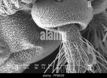 Morphologische Merkmale auf der Oberfläche der exoskeletal antennal eine Anopheles Mücke dirus des Blütenstiels, in der 587 x offenbart vergrößerte Rasterelektronenmikroskopische (SEM) Bild, 2006. Mit freundlicher Seuchenkontrollzentren (CDC)/Dr Paul Howell. () Stockfoto