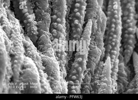 Morphologische Ultrastrukturforschung oberfläche details der kleine Knospe clustered in der Mitte von einem weißen Blumen Hartriegel (Cornus Florida), in der 888 x offenbart vergrößerte Rasterelektronenmikroskopische (SEM) Bild, 2006. Mit freundlicher Seuchenkontrollzentren (CDC)/Janice Haney Carr. () Stockfoto