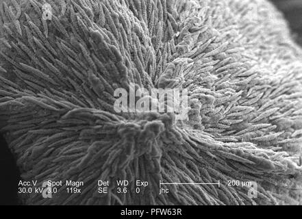 Morphologische Ultrastrukturforschung oberfläche details der kleine Knospe clustered in der Mitte von einem weißen Blumen Hartriegel (Cornus Florida), in der 119 x offenbart vergrößerte Rasterelektronenmikroskopische (SEM) Bild, 2006. Mit freundlicher Seuchenkontrollzentren (CDC)/Janice Haney Carr. () Stockfoto