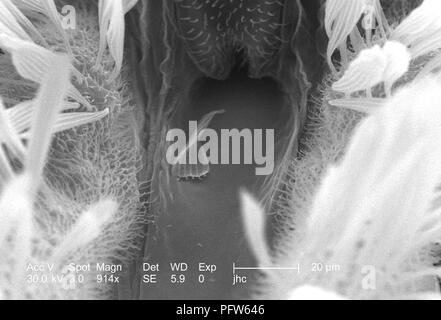 Morphologische Merkmale auf der Oberfläche eines exoskeletal der Anopheles gambiae Mücke Rüssel und zwei maxillaris palps, in der 914x vergrößert Rasterelektronenmikroskopische (SEM) Bild 2006 aufgedeckt. Mit freundlicher Seuchenkontrollzentren (CDC)/Paul Howell. () Stockfoto