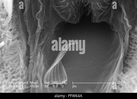 Morphologische Merkmale auf der Oberfläche der anterioren exoskeletal eine Anopheles gambiae Mücke's Kopf Region, in der 1828 x offenbart vergrößerte Rasterelektronenmikroskopische (SEM) Bild, 2006. Mit freundlicher Seuchenkontrollzentren (CDC)/Paul Howell. () Stockfoto