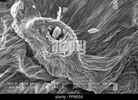 Morphologischen Oberflächeneigenschaften eines 'Dandelion Clock' aus einem gemeinsamen Löwenzahn (Taraxacum officinale), in der 225 x vergrößert dargestellt Rasterelektronenmikroskopische (SEM) Bild, 2006. Mit freundlicher Seuchenkontrollzentren (CDC)/Janice Haney Carr. () Stockfoto