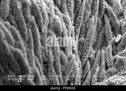 Morphologische Ultrastrukturforschung oberfläche details der kleine Knospe clustered in der Mitte von einem weißen Blumen Hartriegel (Cornus Florida), in der 444 x offenbart vergrößerte Rasterelektronenmikroskopische (SEM) Bild, 2006. Mit freundlicher Seuchenkontrollzentren (CDC)/Janice Haney Carr. () Stockfoto