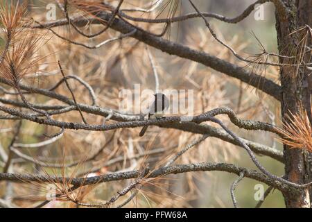 Schwarz Phoebe (Sayornis nigricans) in conifer gehockt, Bass Lake, Kalifornien Stockfoto