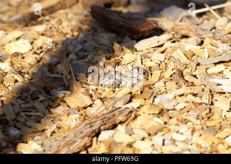 Killdeer (Charadrius vociferus) Nest mit Eiern unter Rinde, Späne, Bass Lake, Kalifornien, Stockfoto