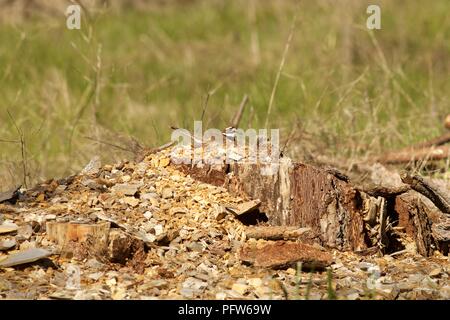 Killdeer (Charadrius vociferus) sitzen auf Nest auf Baumstumpf, Bass Lake, Kalifornien Stockfoto