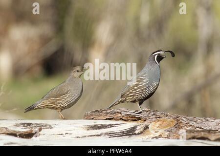 Paar Kalifornien Wachtel (Callipepla californica) Entlang gefallenen Baumstamm, Bass Lake, Kalifornien Stockfoto