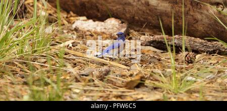 Männliche Western Bluebird (Sialia mexicana) Nahrungssuche am Boden, Bass Lake, Kalifornien. Stockfoto