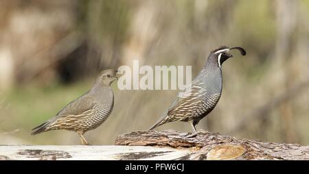 Männliche und weibliche Kalifornien Wachtel (Callipepla californica) Entlang gefallenen Baumstamm, Bass Lake, Kalifornien Stockfoto