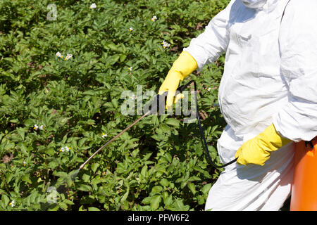 Verwendung von Düngemitteln in einem Gemüsegarten, Sprühen von Pestiziden, Herbiziden und Insektiziden Stockfoto