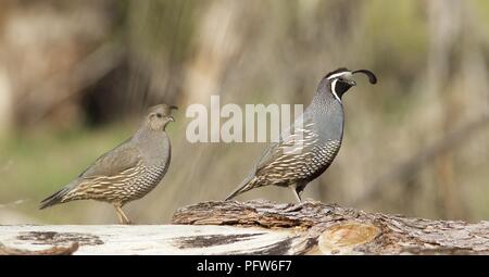 Männliche und weibliche Kalifornien Wachtel (Callipepla californica) Entlang gefallenen Baumstamm, Bass Lake, Kalifornien Stockfoto