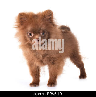 Pomeranian Welpen vor weißem Hintergrund Stockfoto