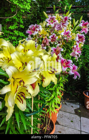 Orientalische Lilie, Lilium 'Lesotho', orientalische Lilien, Lilium oriental Pot Stockfoto