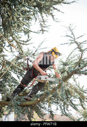 Männliche Baum Chirurgen mit einer Kettensäge mit einem Sicherungsseil Stockfoto