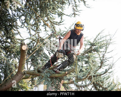 Männliche Baum Chirurgen mit einer Kettensäge auf einen Baum. Stockfoto