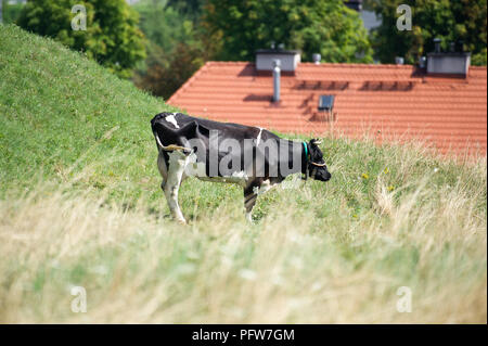 Kuh in Danzig, Polen 3 August 2018 © wojciech Strozyk/Alamy Stock Foto Stockfoto