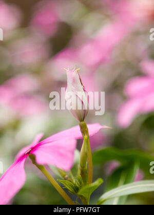 Catharanthus roseus Madagascar periwinkle Stockfoto