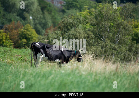 Kuh in Danzig, Polen 3 August 2018 © wojciech Strozyk/Alamy Stock Foto Stockfoto