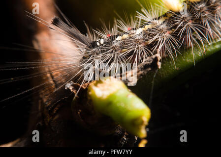 Bristle worm auf Kaffee Baum Stockfoto