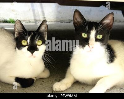 Streunende Katzen auf der Suche nach Schatten vom Nachmittag Hitze unter einem Auto. Stockfoto