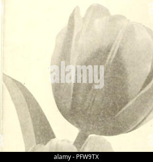 Der Katalog von Currie's Bulbs and Plants aus dem Jahr 1921 zeigt eine Vielzahl von Blumenzwiebeln und Zierpflanzen, die im Herbst gepflanzt werden können. Es bietet detaillierte Beschreibungen jeder Pflanzensorte und bietet Gärtnern eine umfangreiche Auswahl für saisonale Pflanzungen. Der Katalog umfasst verschiedene Blumensamen, Zwiebeln und Zierpflanzen für Baumschulen und Gartenbaufans. Stockfoto