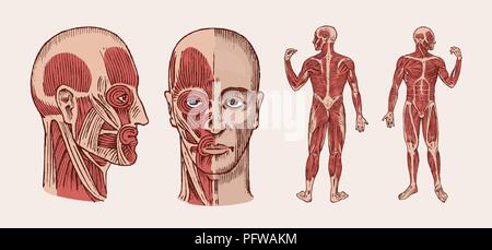Die menschliche Anatomie. Muskel und Knochen des Kopfes. Medizinische Vector Illustration für Wissenschaft, Medizin und Biologie. Männliche Gesicht eingraviert Hand gezeichnet Alte Stock Vektor