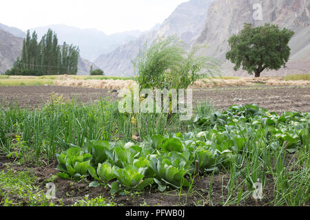 Gemüse in Felder bei Turtuk Dorf wächst, shyok Valley, Ladakh, Jammu und Kaschmir, Indien Stockfoto