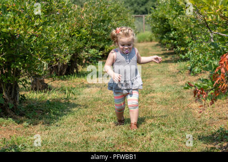 20 Monate altes Mädchen erkunden und läuft in einem u-pick blueberry Farm Stockfoto