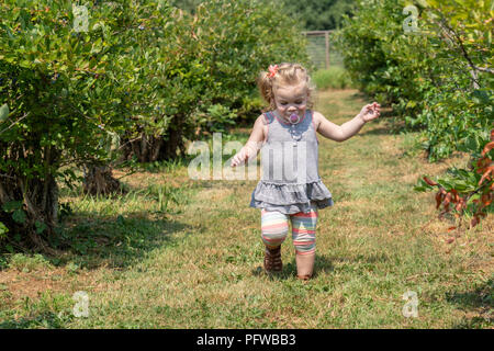 20 Monate altes Mädchen erkunden und läuft in einem u-pick blueberry Farm Stockfoto