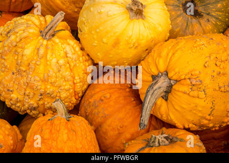 Hood River, Oregon, USA. Orange warty Kürbisse. Stockfoto