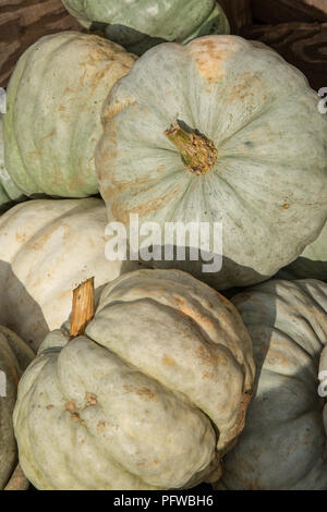 Hood River, Oregon, USA. Stapel der Blauen Lakota Kürbisse zum Verkauf für einen Markt produzieren. Stockfoto