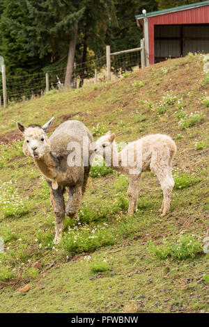 Hood River, Oregon, USA. Mutter und Baby (cria) Alpaka grasen auf der Weide bei leichtem Regen. Stockfoto