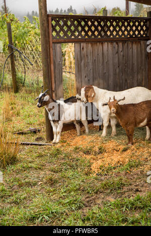 Hood River, Oregon, USA. Drei Nubian und andere Ziegen Tierheim aus dem Regen. Stockfoto