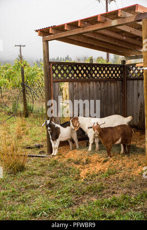 Hood River, Oregon, USA. Drei Nubian und andere Ziegen Tierheim aus dem Regen. Stockfoto