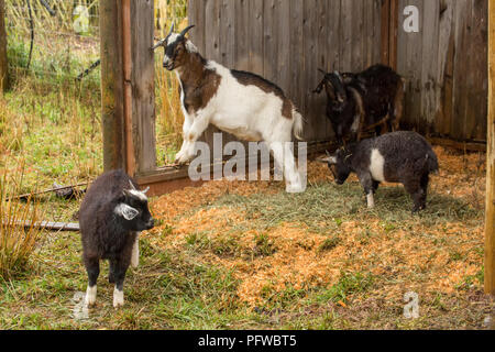 Hood River, Oregon, USA. Drei Nubian und andere Ziegen Tierheim aus dem Regen. Stockfoto